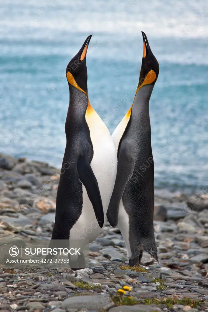 Two King penguins calling at Grytviken