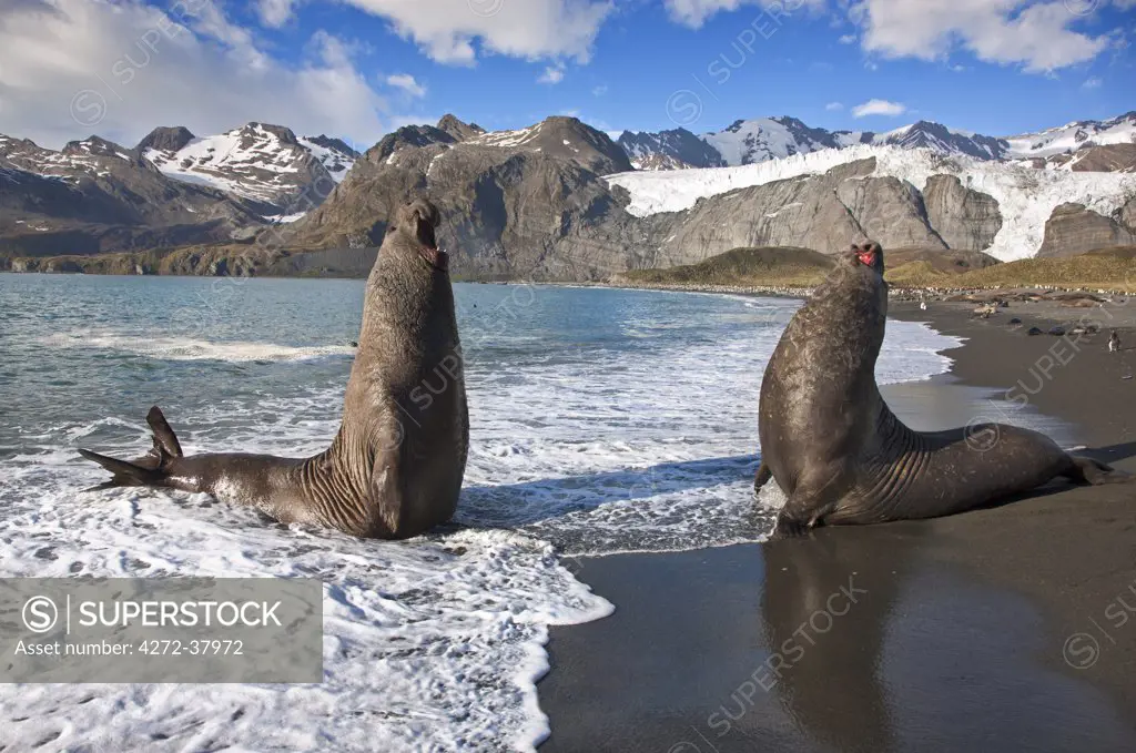 Two male Southern Elephant Seals rear up, booming and roaring, ready to fight over females or territory. These seals are the largest in the world with males weighing up to 4 tons.