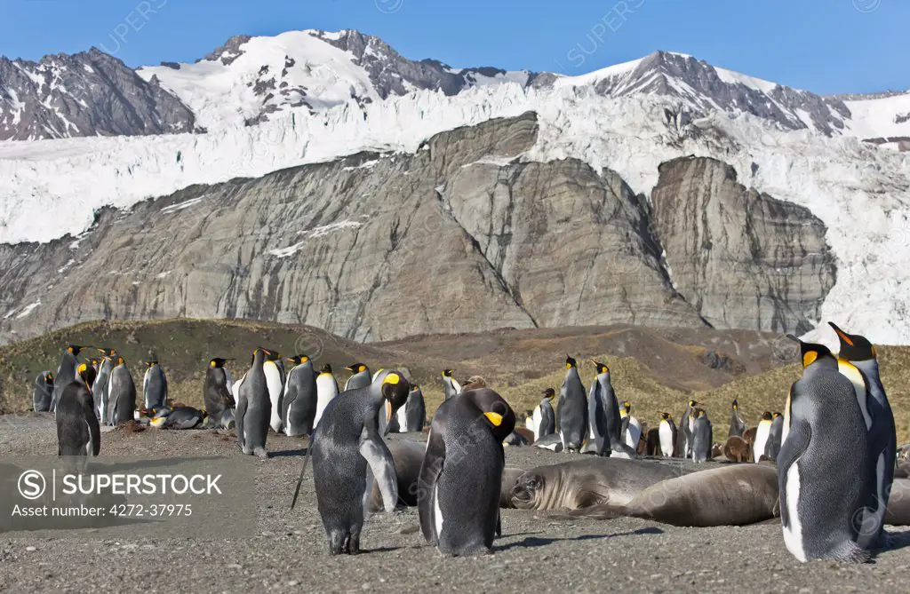 Gold Harbour is a magnificent amphitheatre of glaciers and snow- covered peaks and an important breeding ground for Southern Elephant Seals and King Penguins.