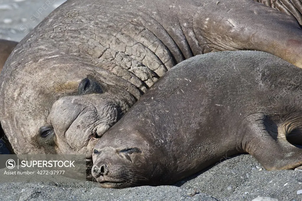 A male and female Southern Elephant Seal at Gold Harbour. Males are twice the length of females and up to four times heavier which represents the greatest difference of all mammals between the sexes.