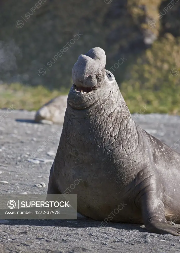 A male Southern Elephant Seal puts on a display to attract females. Their small trunk-like protrusions are the reason for their name.