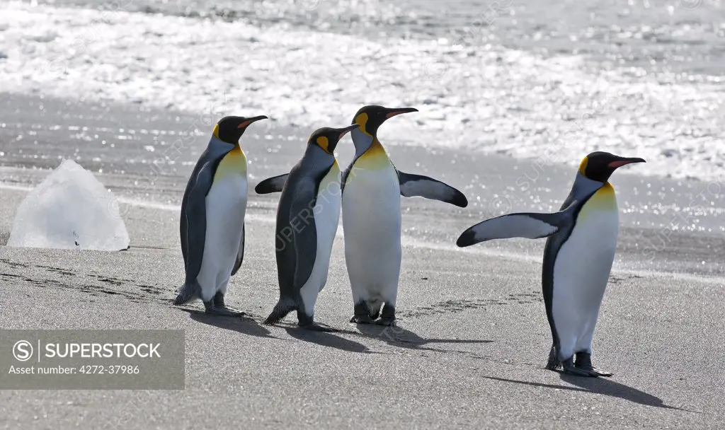 King Penguins waddle along the dark sandy beach at Gold Harbour which is a magnificent amphitheatre of glaciers and snow- covered peaks with around 25,000 breeding pairs of these most attractive penguins.