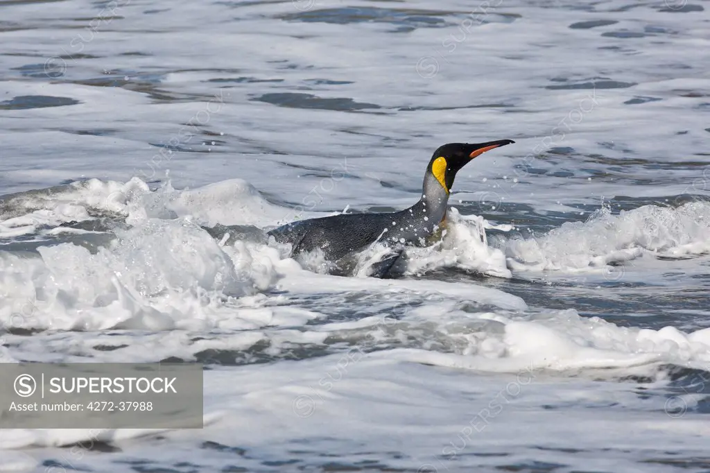 A King Penguin comes ashore at Gold Harbour. They spend up to 75% of their time at sea and will dive more than 150 feet in search of food, especially krill.