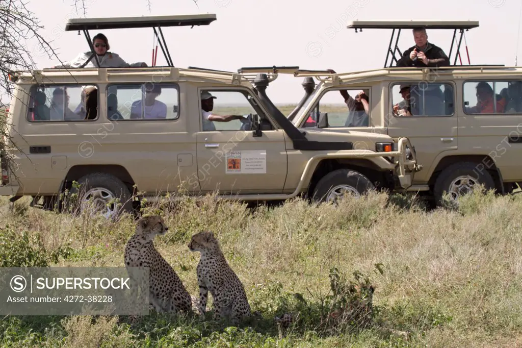 Safari vehicles parked near a family of cheetahs (mother and cubs) in Serengeti National Park, Tanzania.