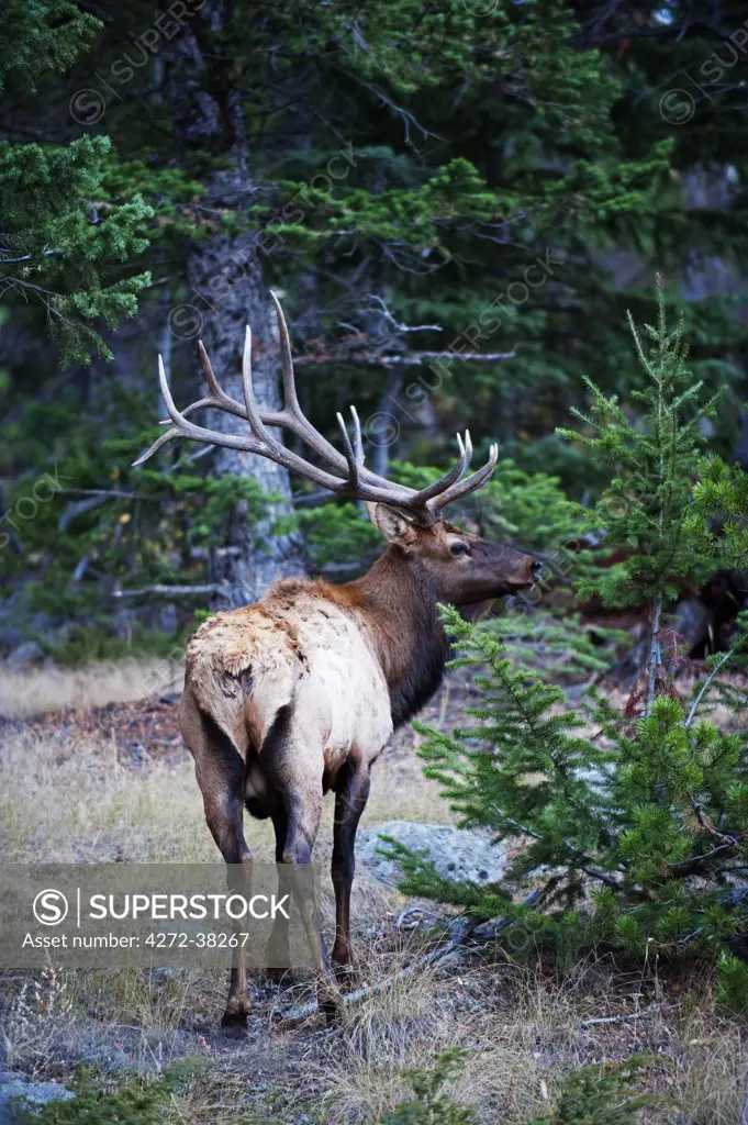 North America, USA, United States of America, Colorado, Rocky Mountain National Park, bull elk