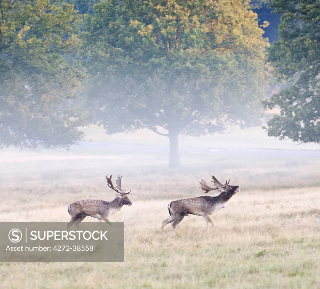 Fallow bucks in Richmond Park during rutting season, Surrey, UK