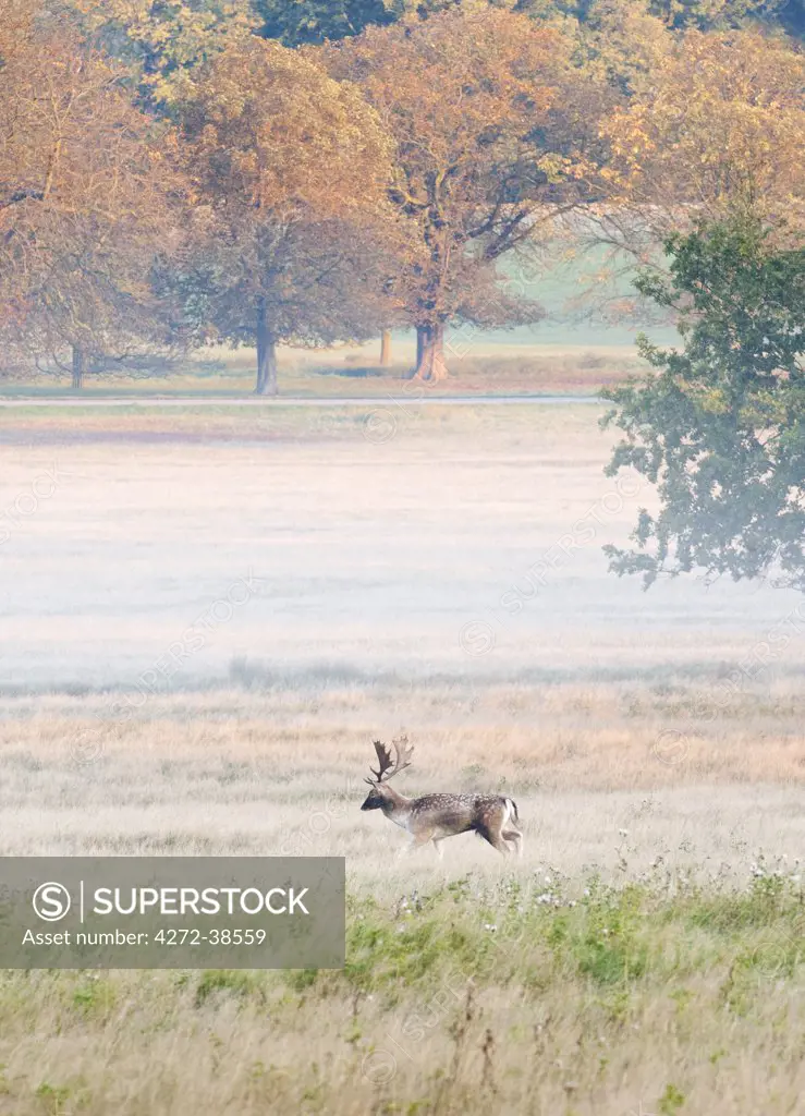 Fallow buck in Richmond Park during rutting season, Surrey, UK