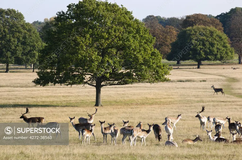 A herd of fallow deer in Richmond Park, Surrey, UK