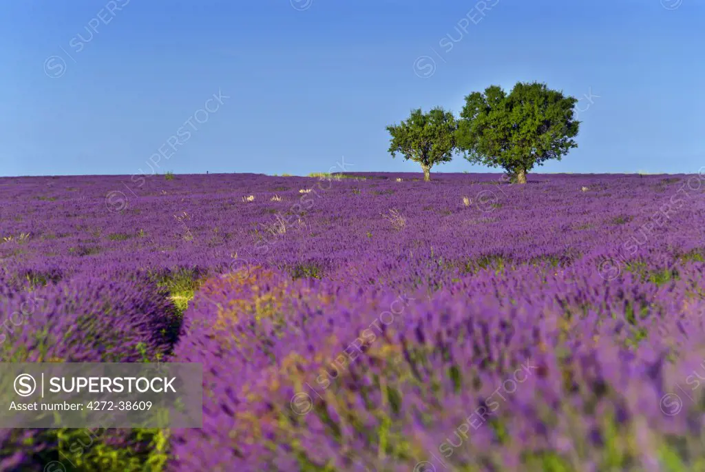 Lavender field in Valensole, Provence-Alpes-Cote d'Azur, France, Europe