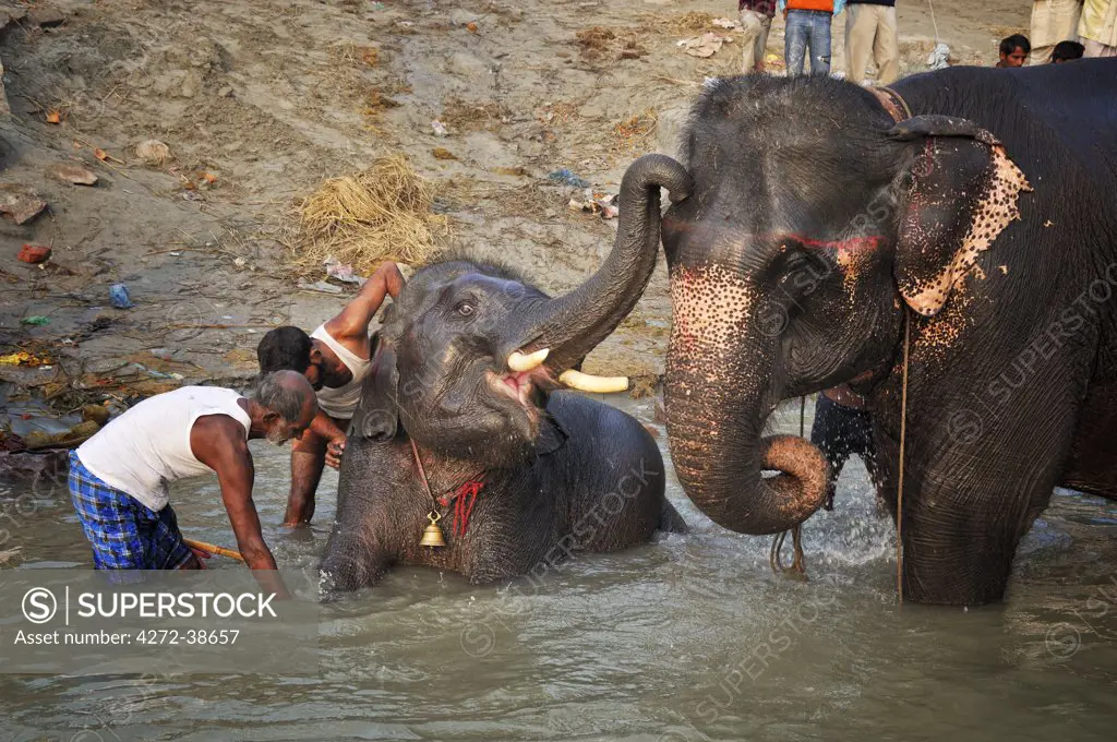 The elephant's bath. Sonepur Mela, India