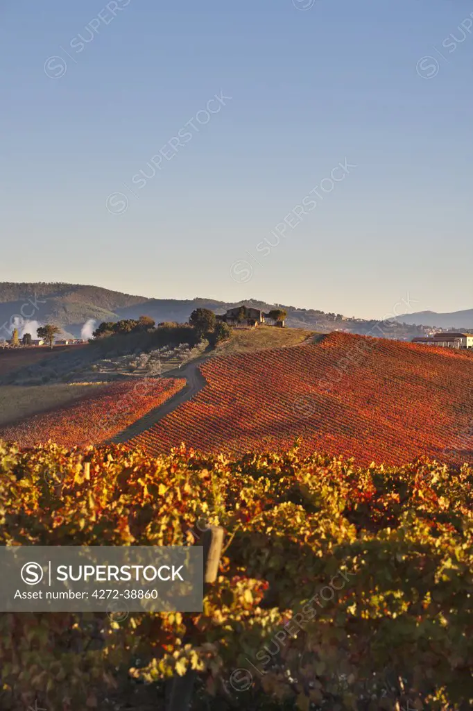 Italy, Umbria, Perugia district, Dawn over the autumnal vineyards near Montefalco