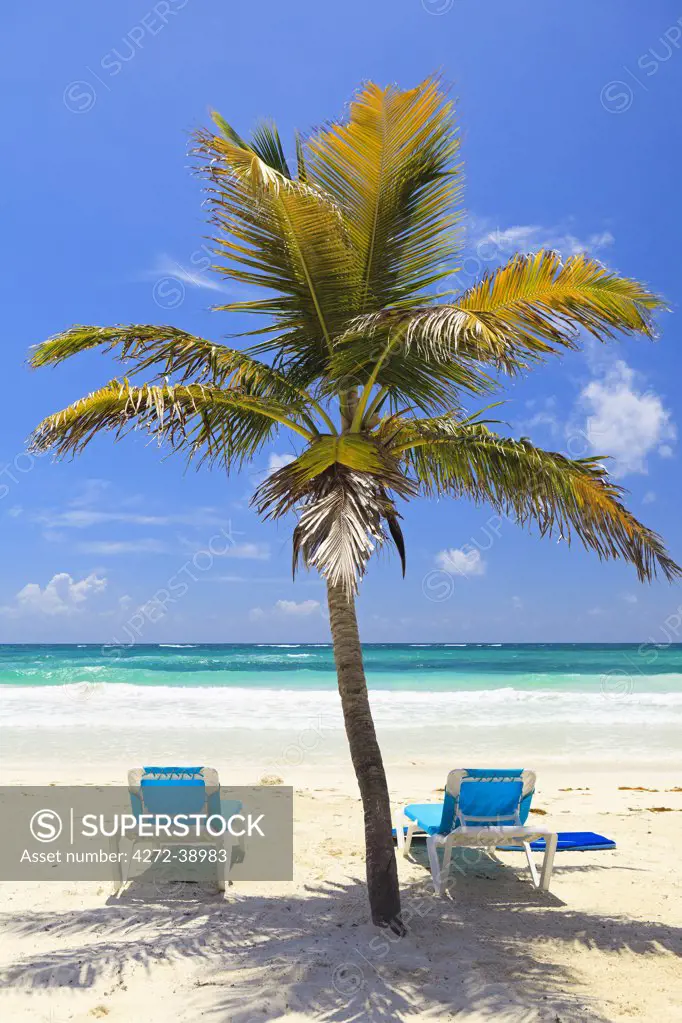 Mexico, Quintana Roo, Riviera Maya, Tulum. Sun loungers on the beach under a palm tree and a bright, blue sky.