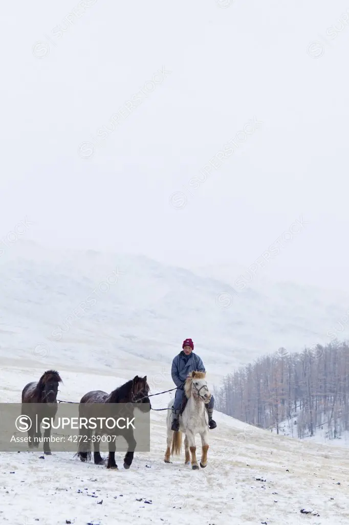 Mongolia, Ovorkhangai, Orkhon Valley. A Nomad man on horseback guides two horses.