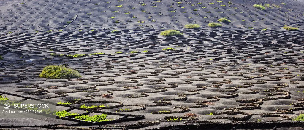 Traditional vineyards in La Geria where the wines are produced in a volcanic ash soil. Lanzarote, Canary islands