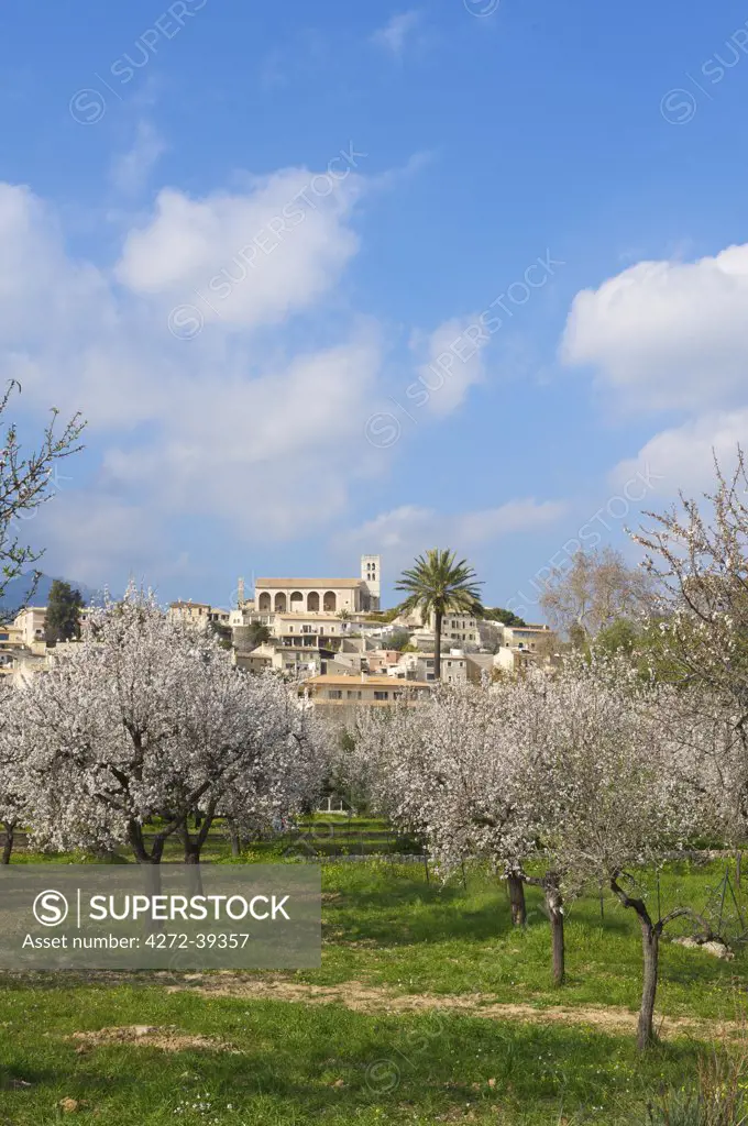 Almond Blossom nearby Selva, Majorca, Balearics, Spain