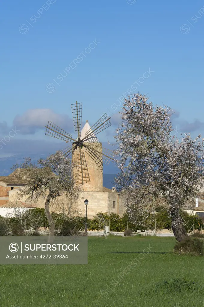 Almond Blossom nearby Algaida, Majorca, Balearics, Spain