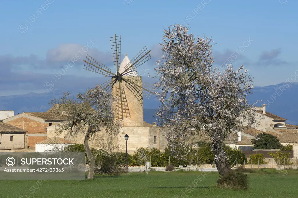 Almond Blossom nearby Algaida, Majorca, Balearics, Spain