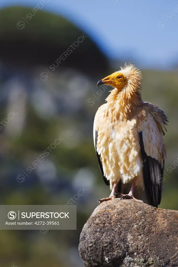 Yemen, Socotra. An Egyptian Vulture stands on a rock.