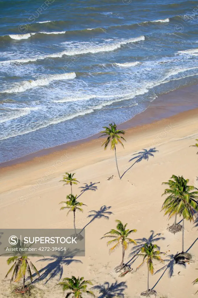South America, Brazil, Ceara, Aerial view of palm trees on the beach near Fortaleza