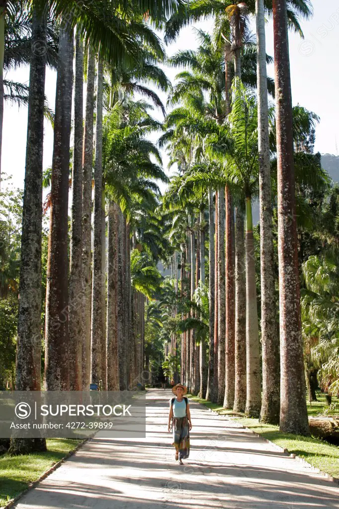 South America, Brazil, Rio de Janeiro State, Rio de Janeiro city, the avenue of royal palms, Roystonea regia,  in the Jardim Botanico, Botanical Gardens,