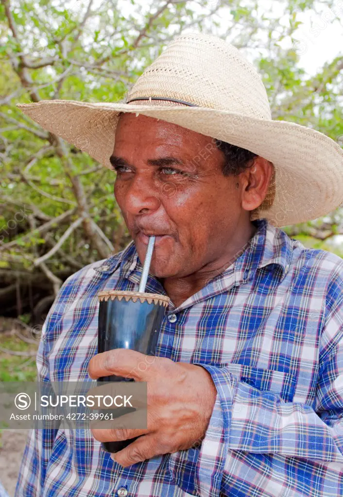South America, Brazil, Mato Grosso do Sul, A pantaneiro ranch hand in a blue check shirt drinking mate from a cow horn chimarrao