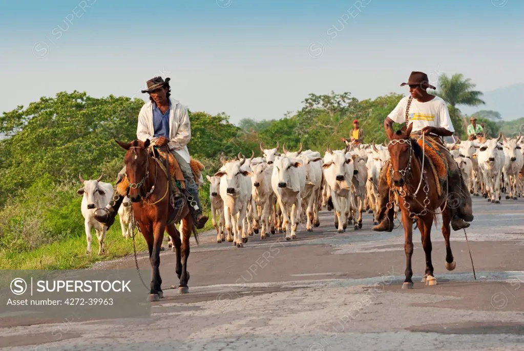 South America, Brazil, Mato Grosso do Sul, Pantaneiro ranchers with white Brahmin cattle in the Pantanal