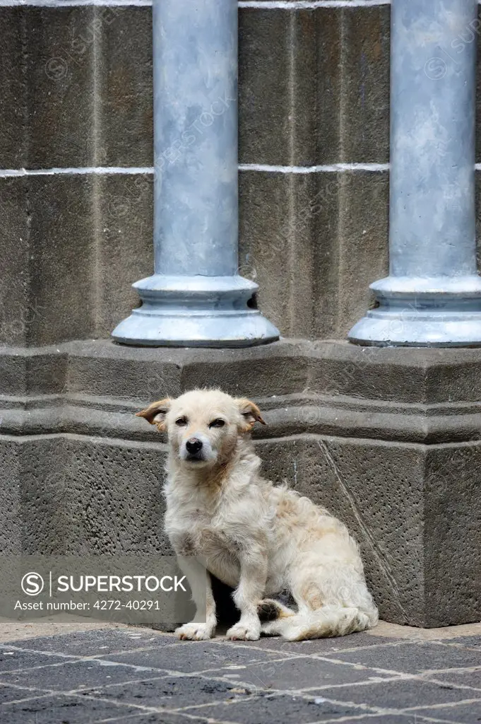 Dog in Las Lajas, Colombia, South America