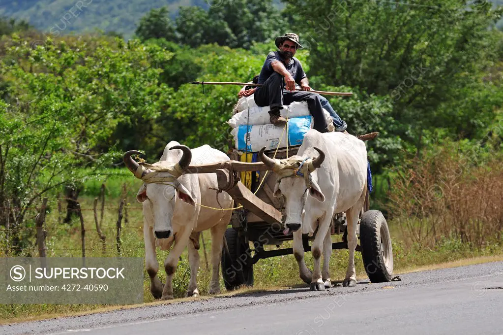 Ox wagon on Highway near Choliteca, Central America, Honduras.