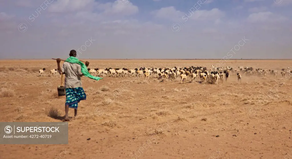 Merti, Northern Kenya. A turban tribesman walks with his goats to find new grazing.