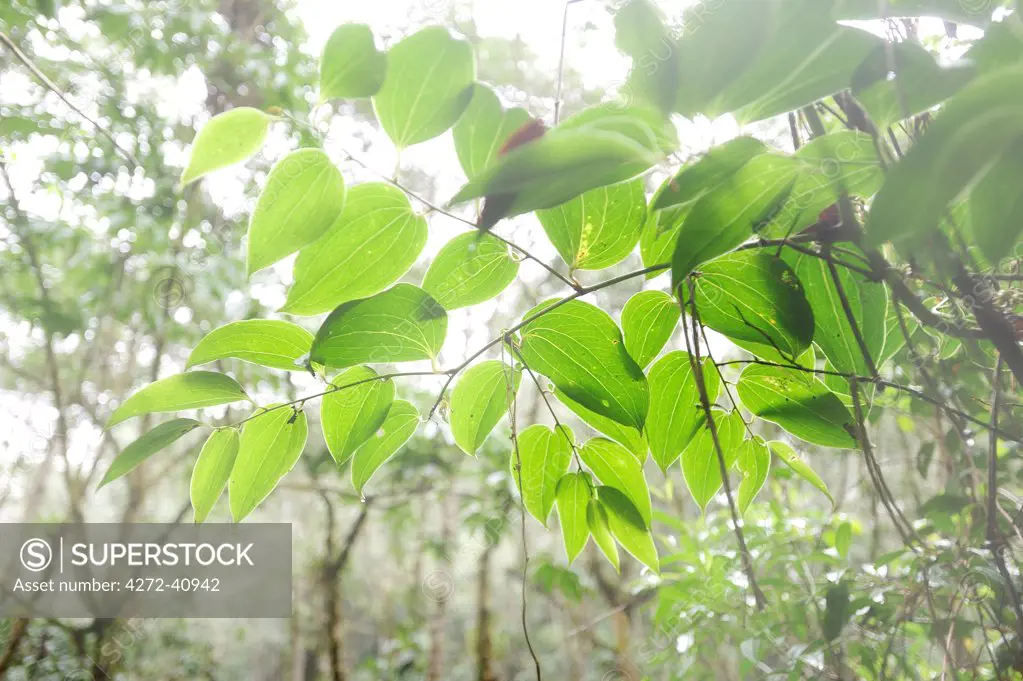 Overhanging branch in Parque Nacional de Amistad in Panama, Central America