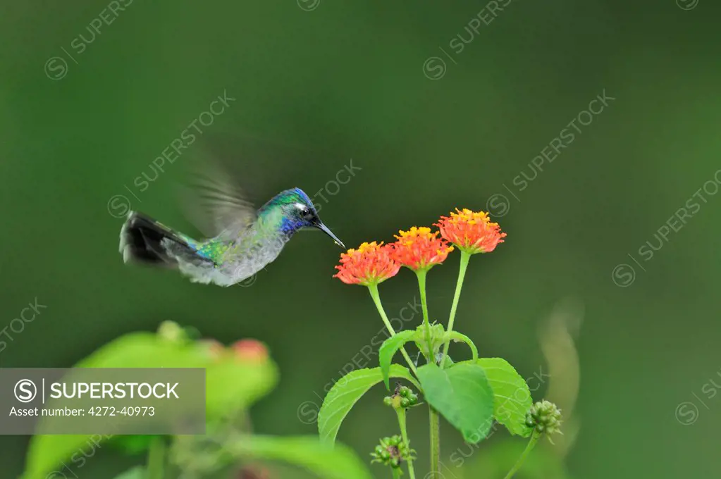 Hummingbird and flower at Chiriqui Grande, Panama, Central America