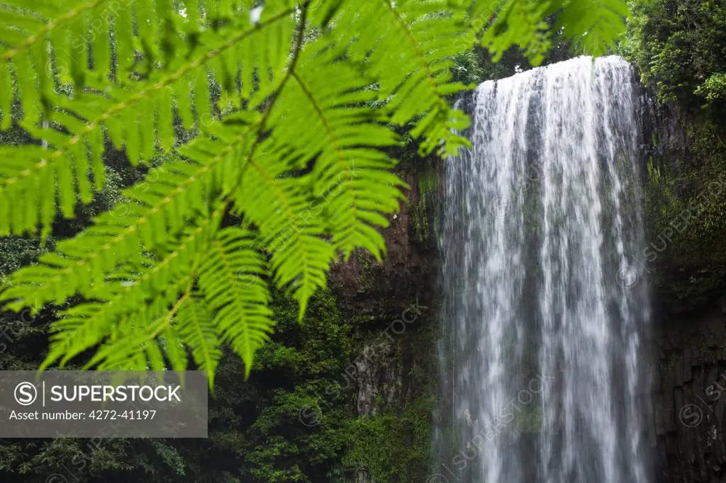 Australia, Queensland, Millaa Millaa.  Millaa Millaa Falls, on the Atherton Tablelands near Cairns.