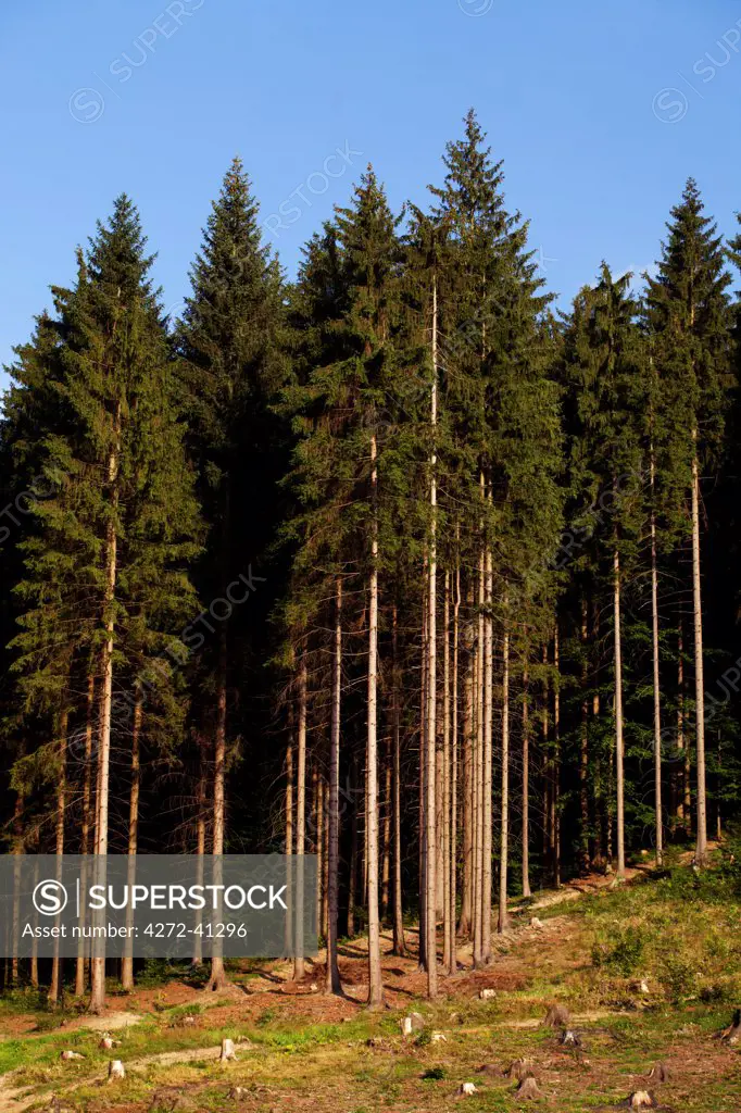Czech Republic, Beskidy, Central & Eastern Europe. Trees in a forest.