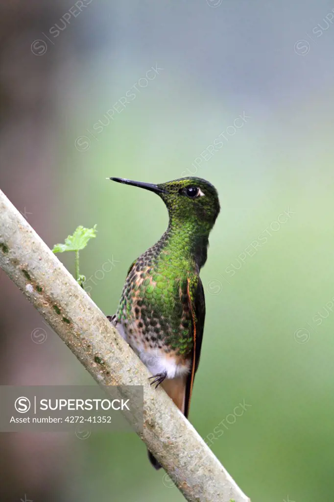 Buff tailed coronet hummingbird, Bellavista cloudforest, Ecuador
