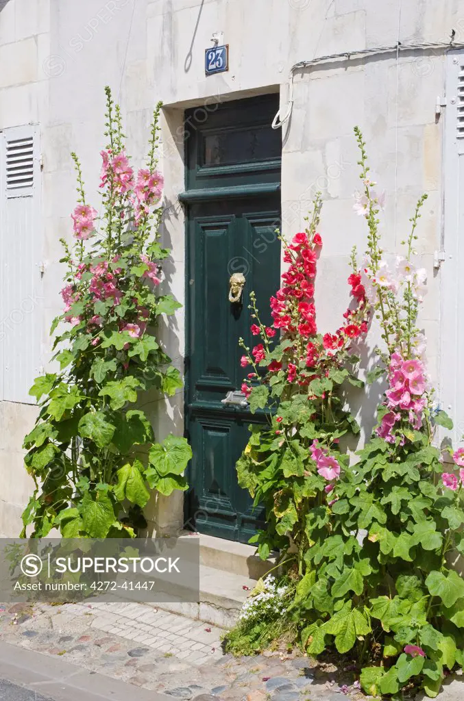 France, Charente Maritime, Ile de Re.  Typical doorway surrounded by hollyhocks in the village of St Martin de Re.
