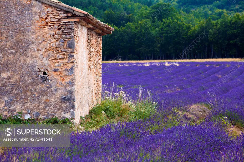 Blooming field of Lavender , Lavandula angustifolia, near St Christol and Sault, Vaucluse, Provence Alpes Cote dAzur, Southern France, France