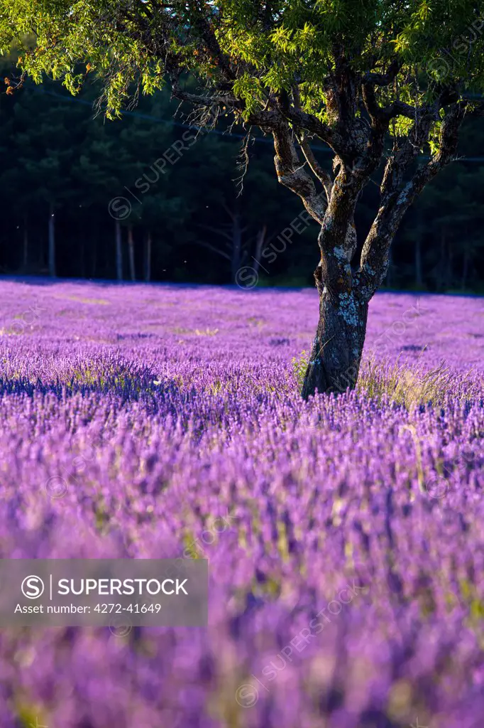 Blooming field of Lavender , Lavandula angustifolia, around Sault and Aurel, in the Chemin des Lavandes, Provence Alpes Cote dAzur, Southern France, France