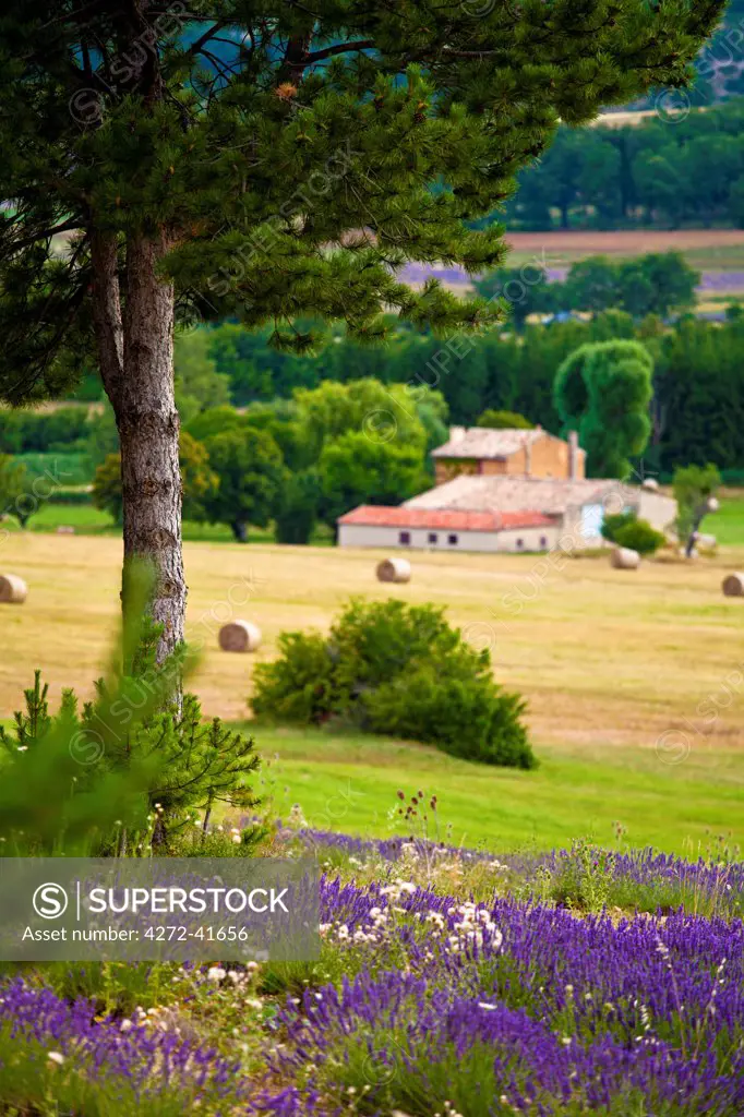 Blooming field of Lavender , Lavandula angustifolia, around Sault and Aurel, Provence Alpes Cote dAzur, Southern France, France