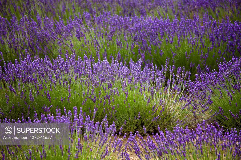 Blooming field of Lavender , Lavandula angustifolia, around Sault and Aurel, in the Chemin des Lavandes, Provence Alpes Cote dAzur, Southern France