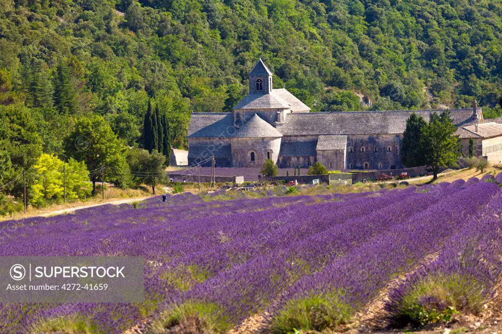 Blooming field of Lavender , Lavandula angustifolia, in front of Senanque Abbey, Gordes, Vaucluse, Provence Alpes Cote dAzur, Southern France, France