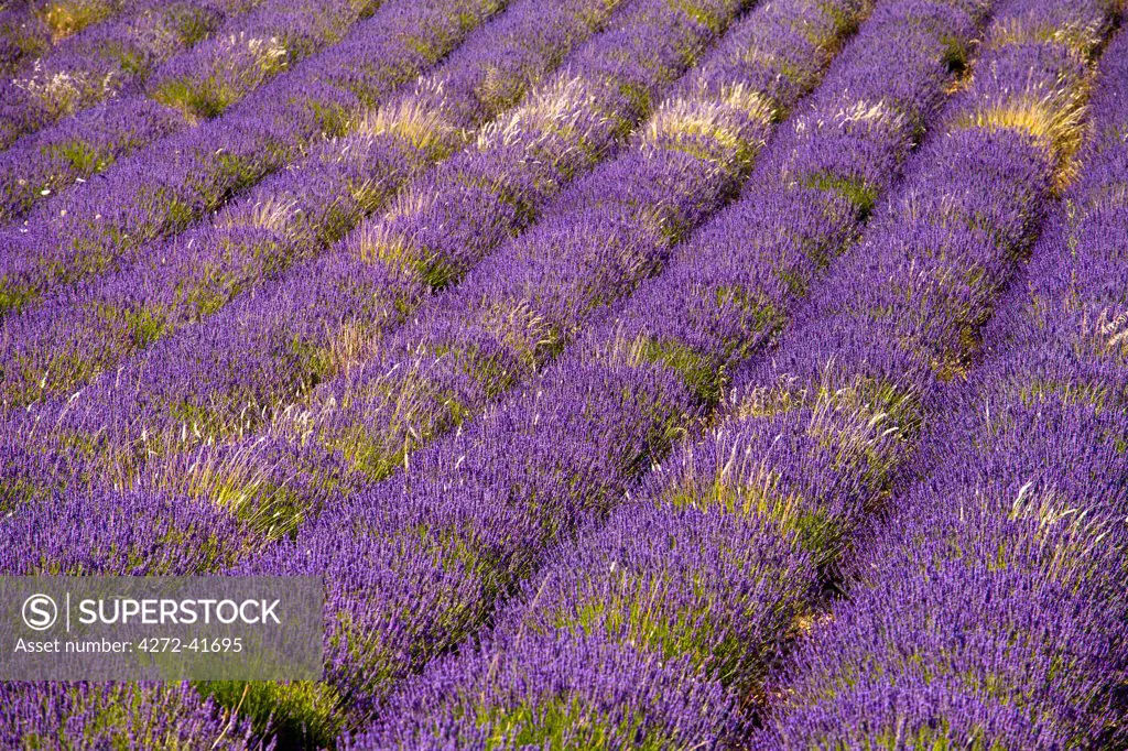 Blooming field of Lavender , Lavandula angustifolia, Vaucluse, Provence Alpes Cote dAzur, Southern France, France
