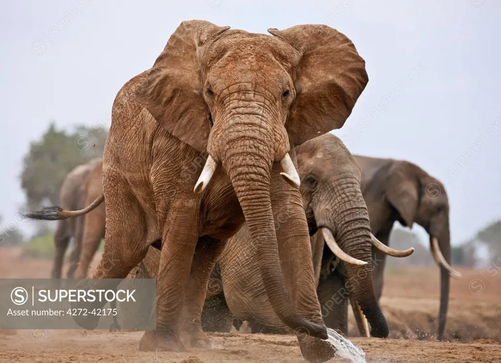 Elephants at a waterhole in Tsavo East National Park.
