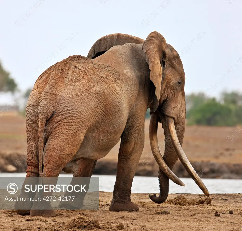 A large bull elephant at a waterhole in Tsavo East National Park.