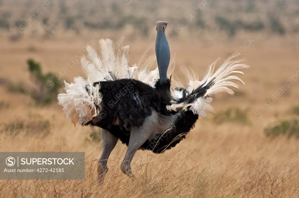 A male Somali Ostrich displaying in Tsavo East National Park.