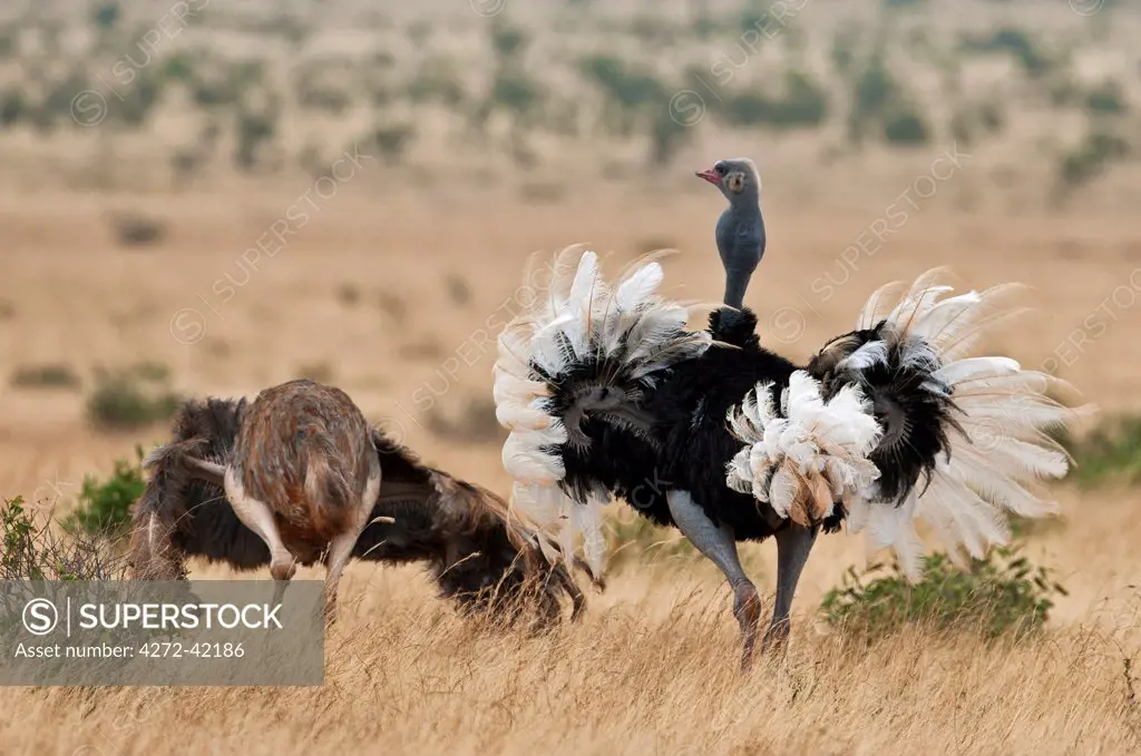 A male Somali Ostrich courting a female in Tsavo East National Park.