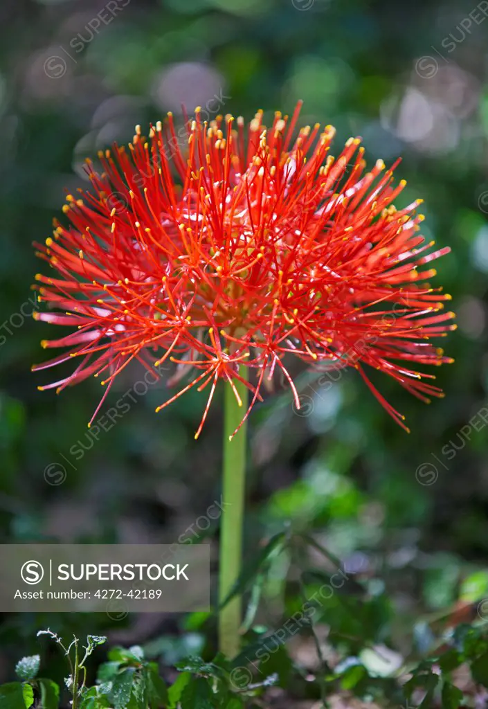 A striking fireball lily, Scadoxus multiflorus, in the Aberdare National Park.