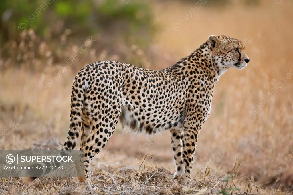 A male Cheetah, Solio, Kenya