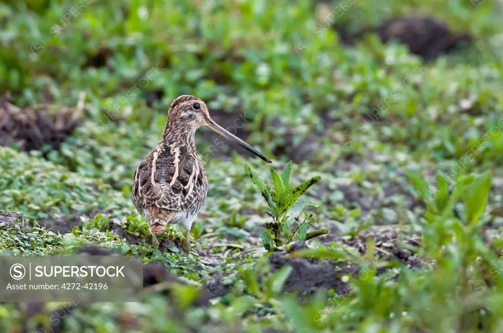 A Common Snipe, a Palearctic migrant, feeding in a marsh.