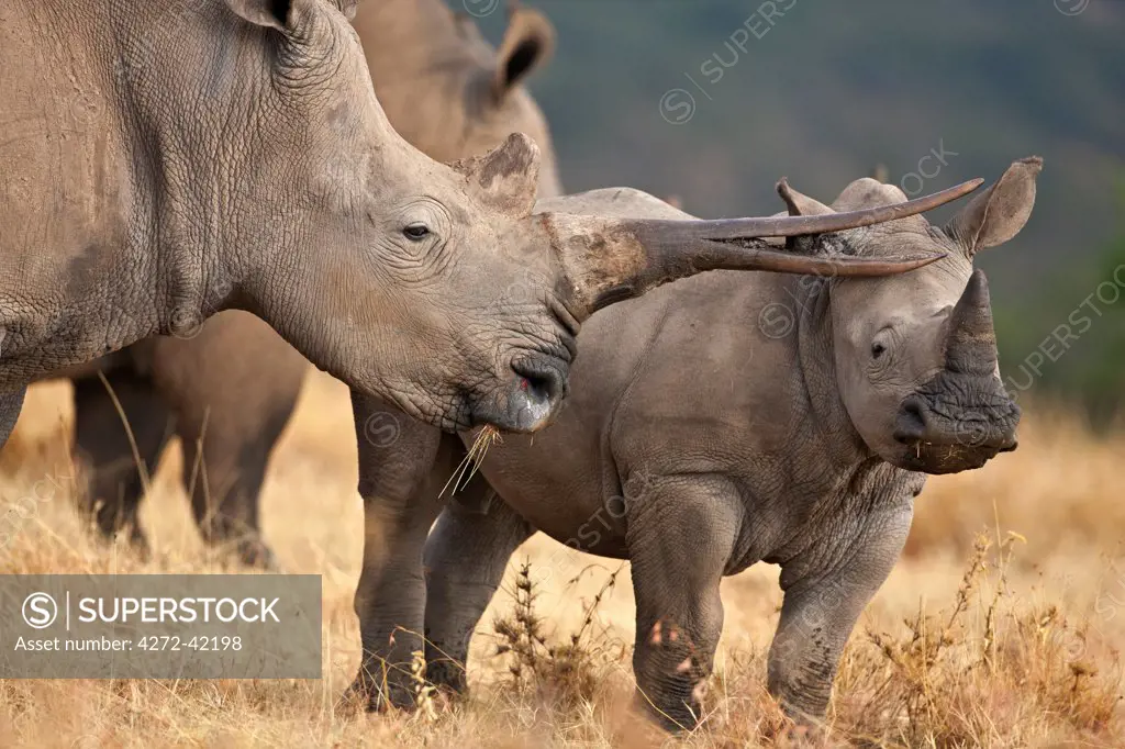 A White Rhino with a split horn and her calf.