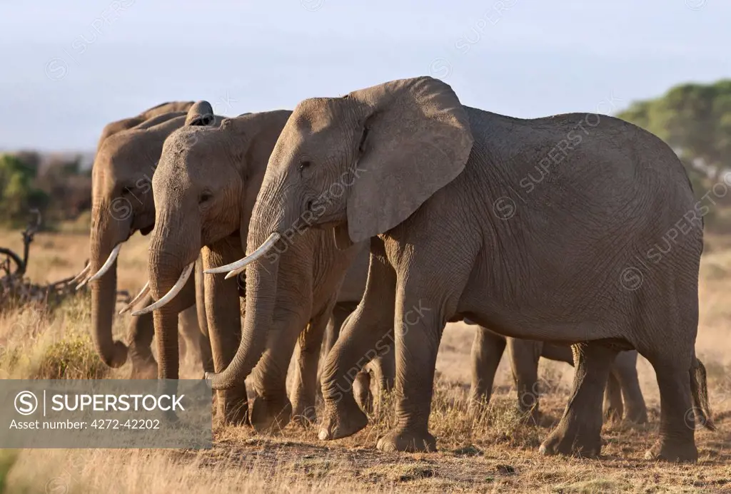 Elephants feeding on dried grass and browse.